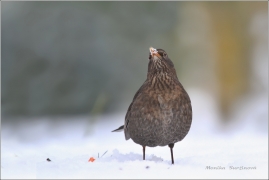 <p>KOS ČERNÝ (Turdus merula) /Common blackbird - Amsel/</p>